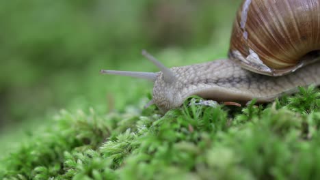 Snail on Moss