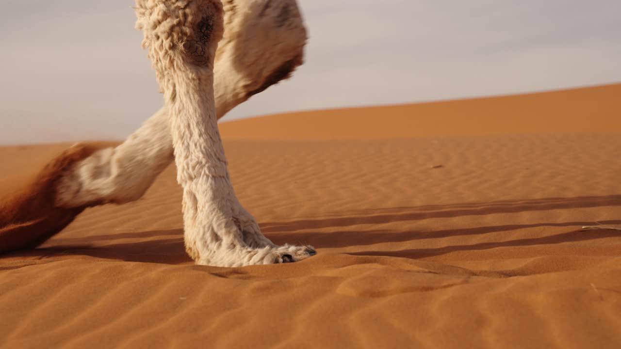 Close-up of camel hooves kicking up golden Sahara desert sand while walking