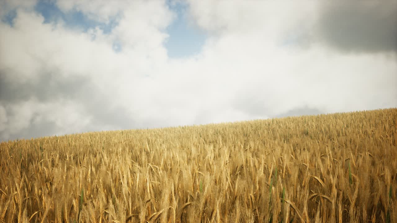 Ripe yellow rye field under beautiful summer sunset sky with clouds