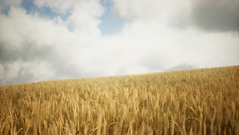 Campo-De-Centeno-Amarillo-Maduro-Bajo-El-Hermoso-Cielo-De-La-Puesta-De-Sol-De-Verano-Con-Nubes