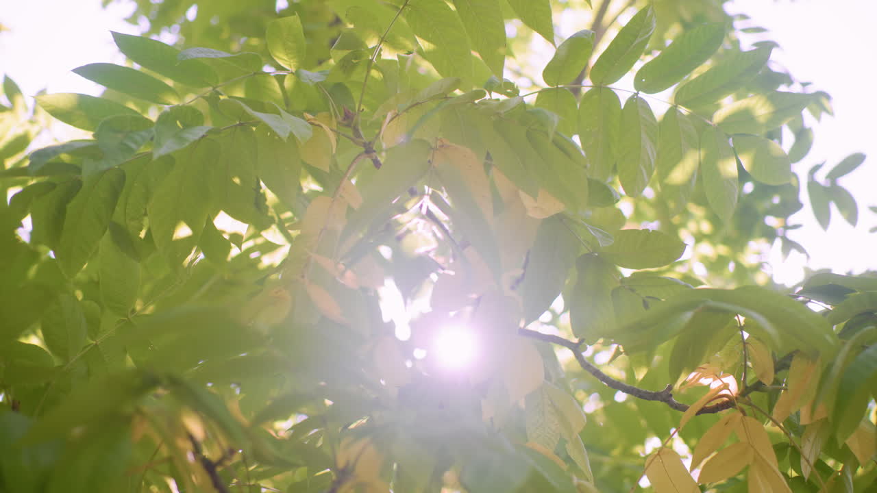 Skyward view of autumn tree with green and brown leaves fluttering under bright sky, soft breeze, sun rays shimmering through canopy, nature texture fills frame from ground perspective
