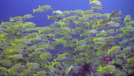 big shoal yellowtail snapper swimming over coral reef in the maldives