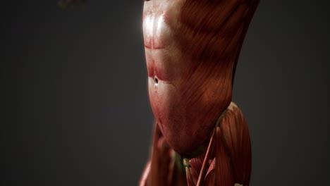 sistema muscular de animación del cuerpo humano