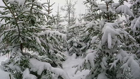 walking between evergreen trees covered in fresh snow - natural christmas tree forest