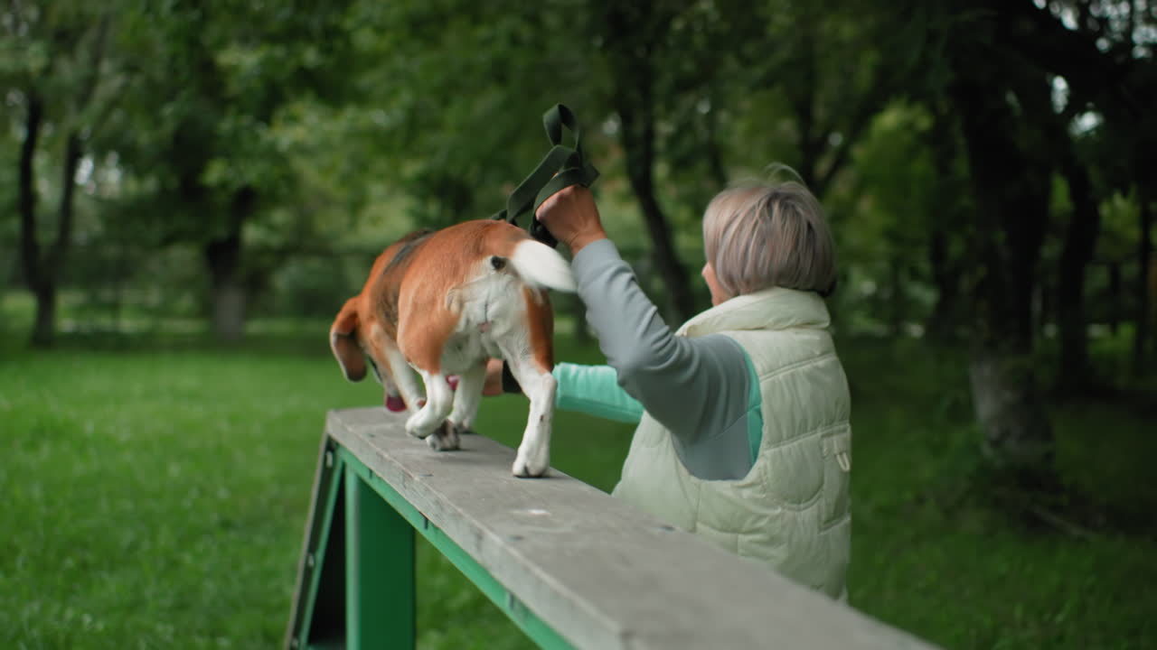 Back view of dog carefully walking over stepper platform guided by tamer during outdoor training session showing trust coordination obedience and teamwork in green grassy park surrounded by trees