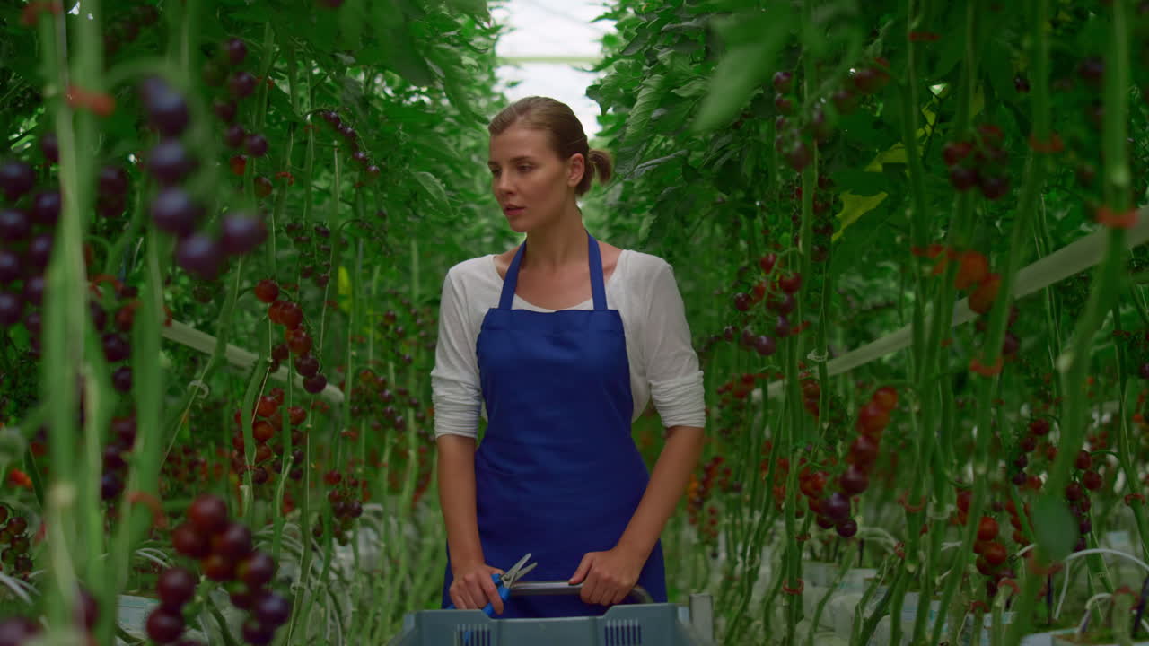 mujer agricultora inspeccionando una plantación de tomates. cultivo de vegetales agro sabrosos.
