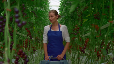 female farmer inspecting tomato plantation. agro tasty vegeculture cultivation.