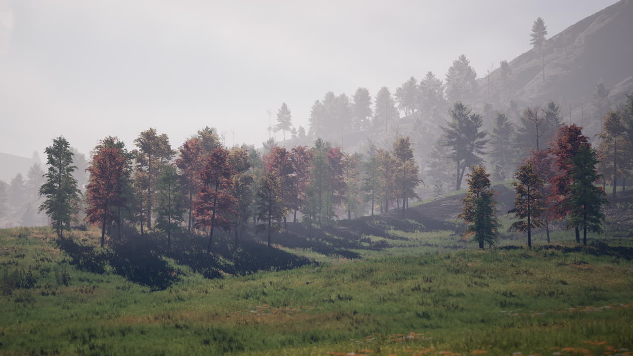 Pineta in montagna