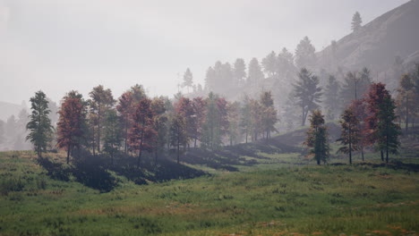 pine tree forrest in the montains