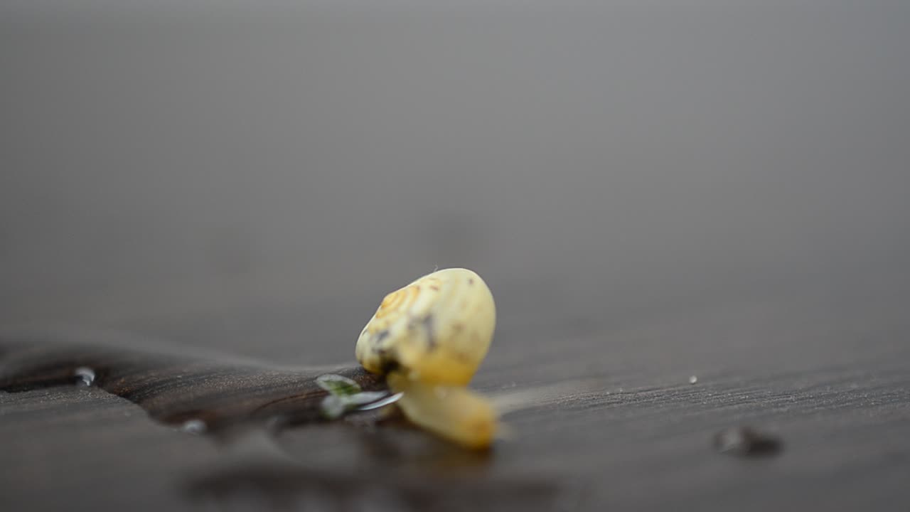 Snail and business. Slow advance in business