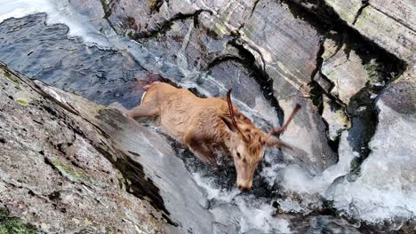 injured european red deer buck struggles in escape after falling into icy river