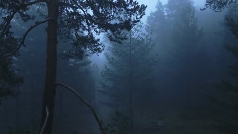 forest covered in tick fog