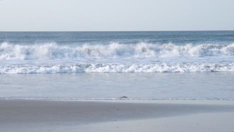 blue wave crashes at popoyo beach in west nicaragua with seagull flying right, handheld shot