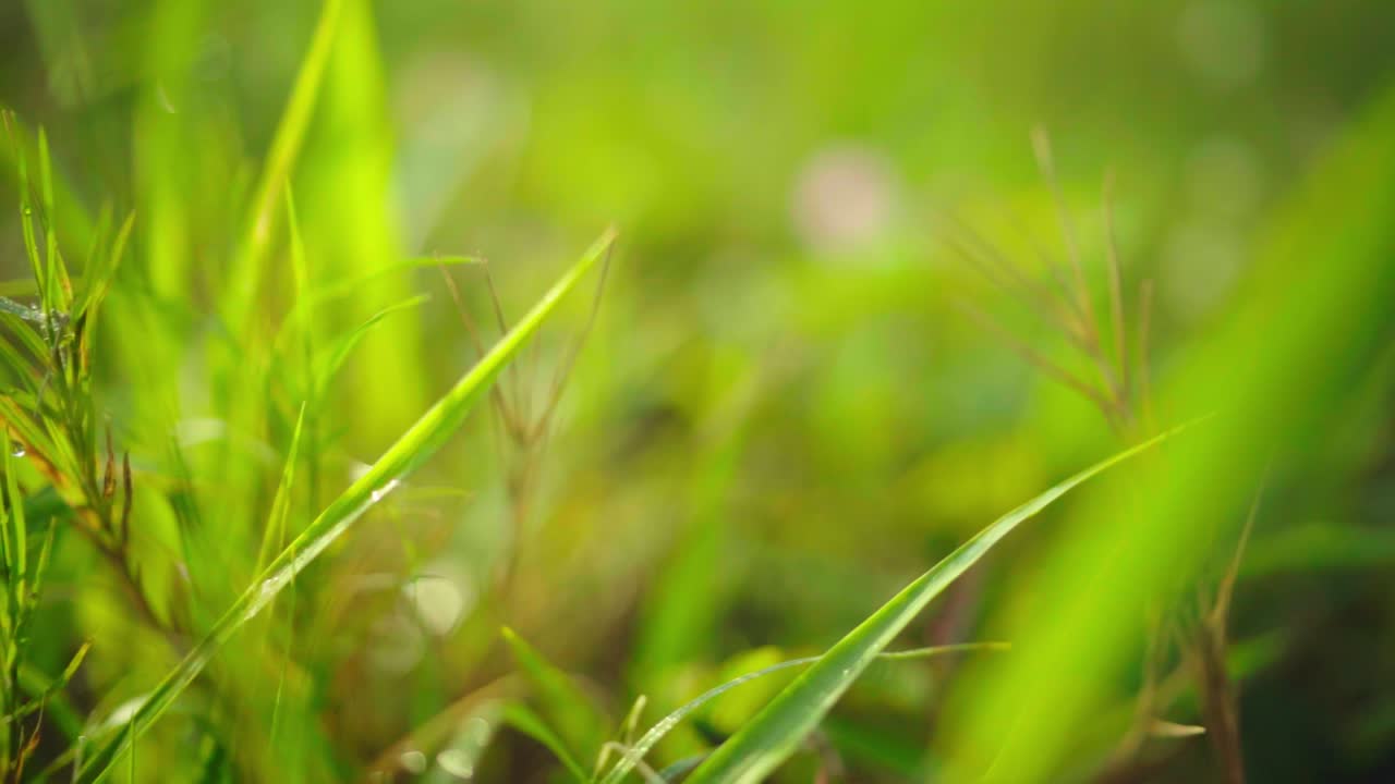 Telecamera che avanza lentamente attraverso l'erba e i fiori al mattino presto.