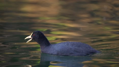 Primer-Plano-De-Un-Bonito-Pájaro-Focha-De-Alas-Blancas-Que-Busca-Comida-En-Un-Lago-Natural-Durante-El-Día-Soleado