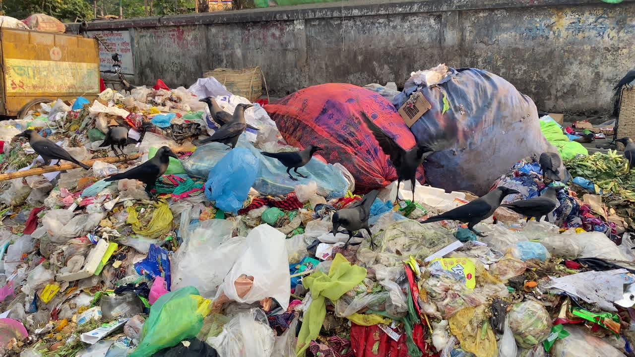 pájaros que buscan comida en montones de basura en la ciudad de dhaka, problema de basura