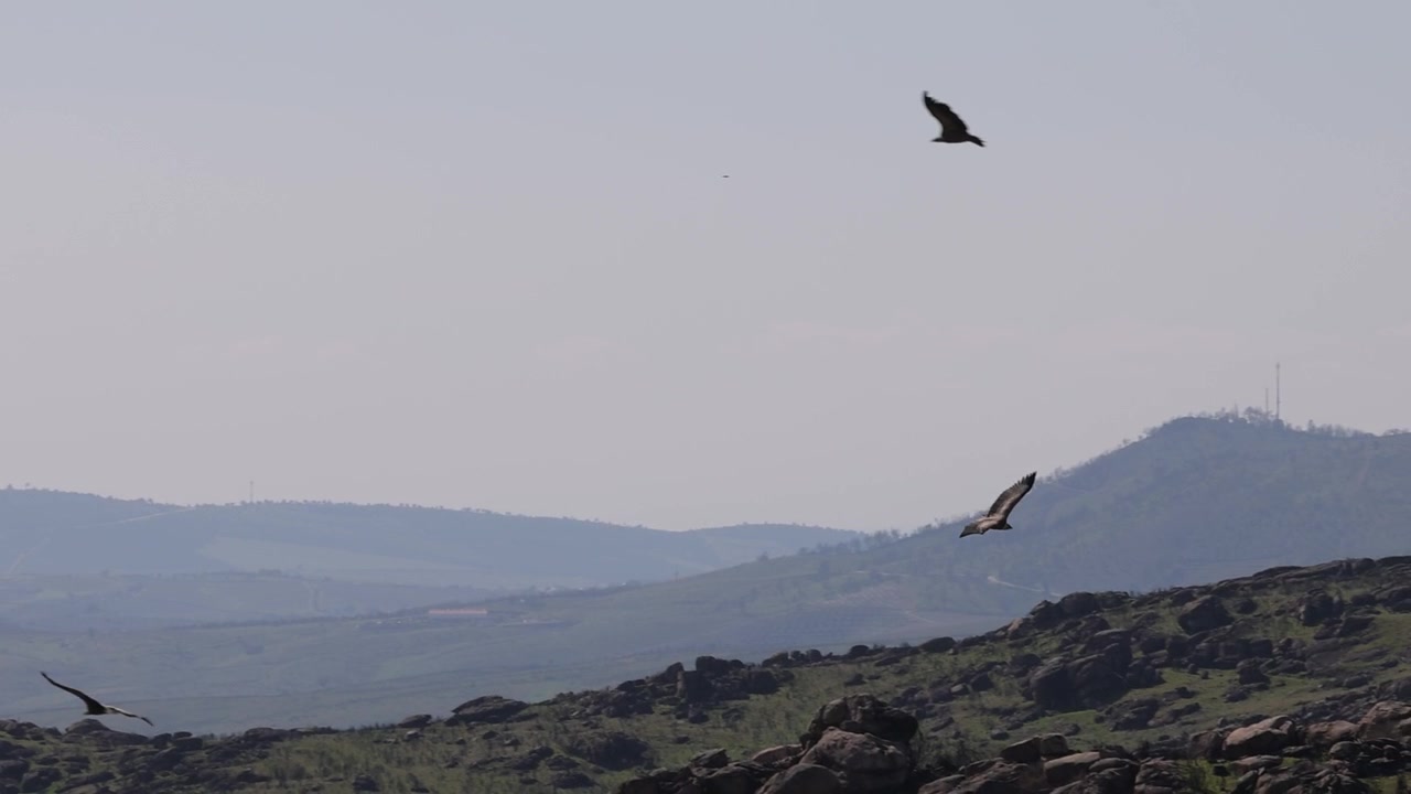 Grifoni eurasiatici che volano al rallentatore nella penisola iberica. (Gyps fulvus)