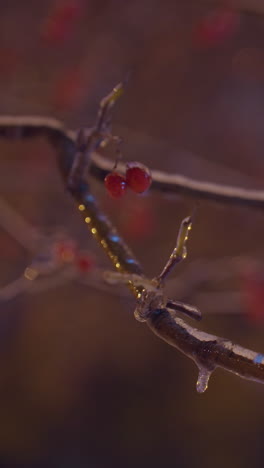rama de árbol cubierta de helada iluminada por una cálida luz dorada con reflejos de luz blanca que crea un sereno resplandor de invierno contra un fondo atmosférico borroso con suaves pinceladas de bayas rojas