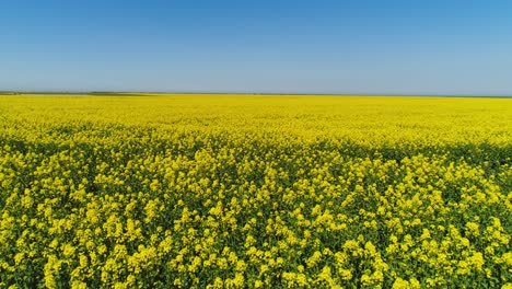 vast yellow rapeseed field under a clear sky