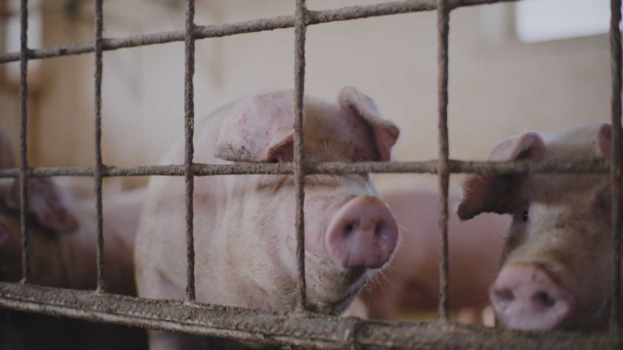 창고에 힌 돼지