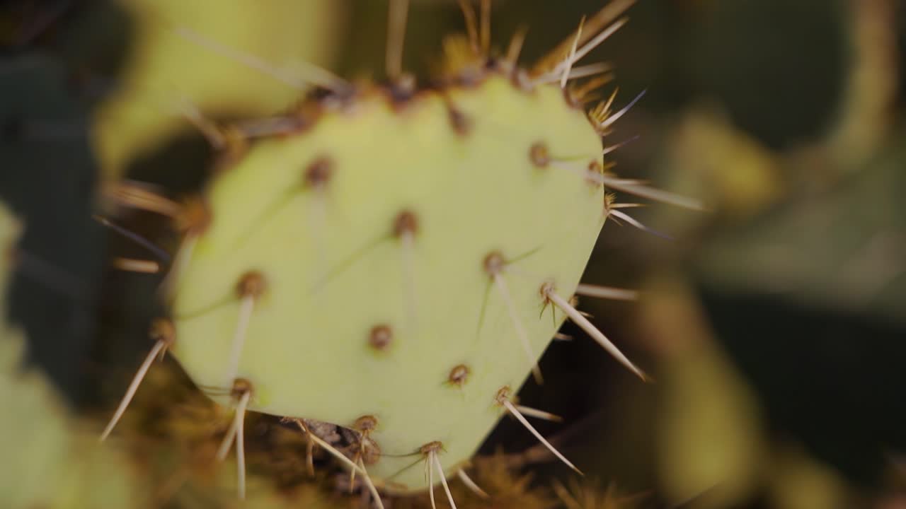 Ikonisk tårnhøj saguaro-kaktus i det klassiske Arizona-ørkenlandskab
