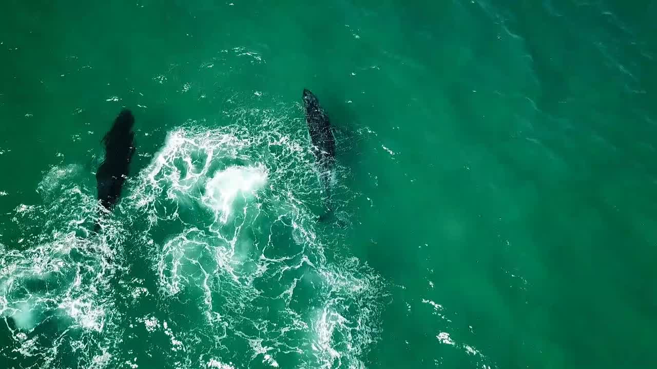 Byron Bay - Humpback Whales Playing Around