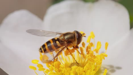 hoverflies, flower flies or syrphid flies, insect family syrphidae.they disguise themselves as dangerous insects wasps and bees.the adults of many species feed mainly on nectar and pollen flowers.