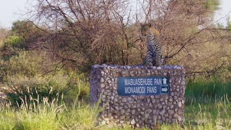 African-Lepard-Sitting-On-Top-Of-A-Stone-Signpost-In-Mabuasehube-Pan,-Kgalagadi,-Botswana