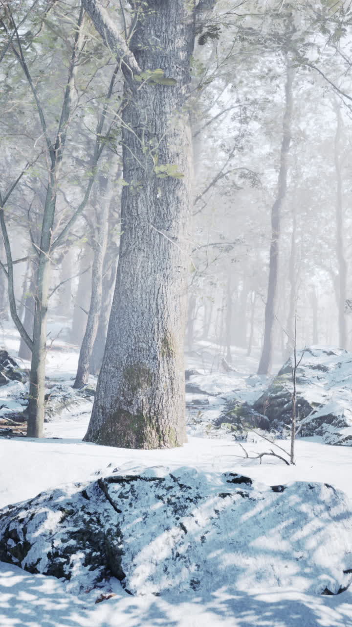 안개가 인 눈 숲