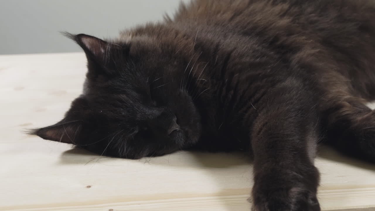 disparo deslizante de primer plano de un gato maine coon negro dormido