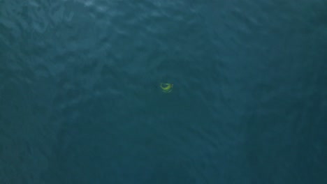 descender lentamente sobre algas marinas en el océano