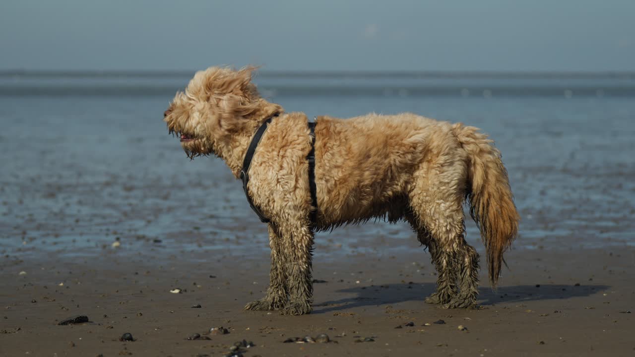 снимок золотистого карапуза, стоящего на пляже с грязными лапами от ходьбы по песчаному берегу