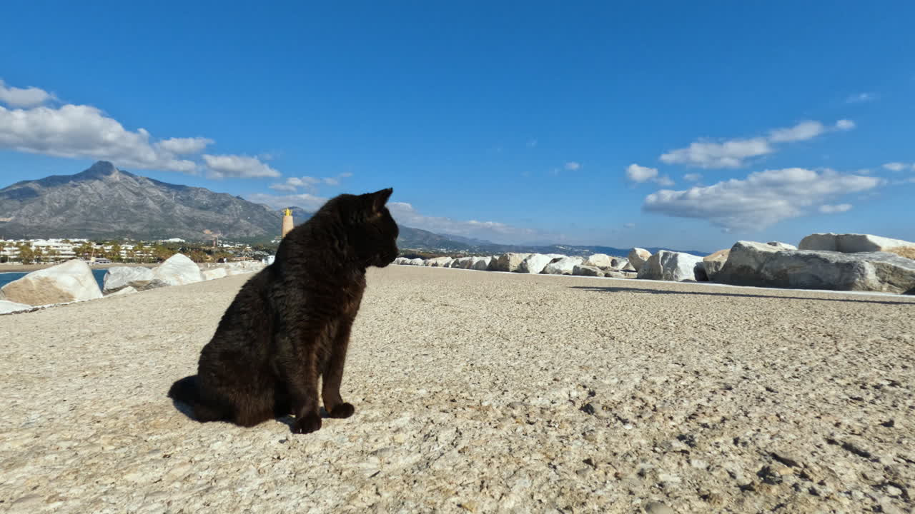 toma 4k de un gato negro solitario en la famosa bahía de puerto banús en marbella, españa