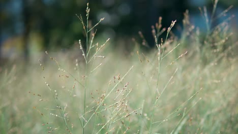 panicum virgatum switchgrass 장식용 잔디를 닫습니다.