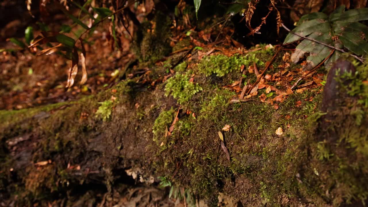 tronco cubierto de musgo en un entorno de selva tropical exuberante