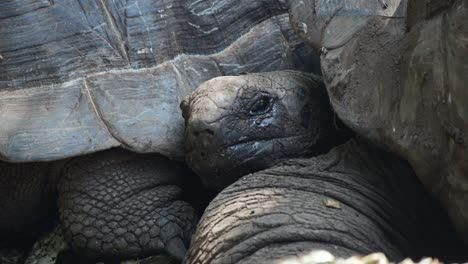 Primer-Plano-De-Una-Linda-Tortuga-Somnolienta-Abrazándose-Con-Su-Pareja-En-La-Naturaleza-Cubierta-De-Barro-Seco,-Con-Patrones-De-Conchas-Y-Escamas-Resaltadas-Por-La-Luz-Natural-Del-Sol,-Ojos-Somnolientos,-Movimientos-Lentos