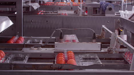 time lapse of eggs in transparent trays moving on conveyor belt, mechanization