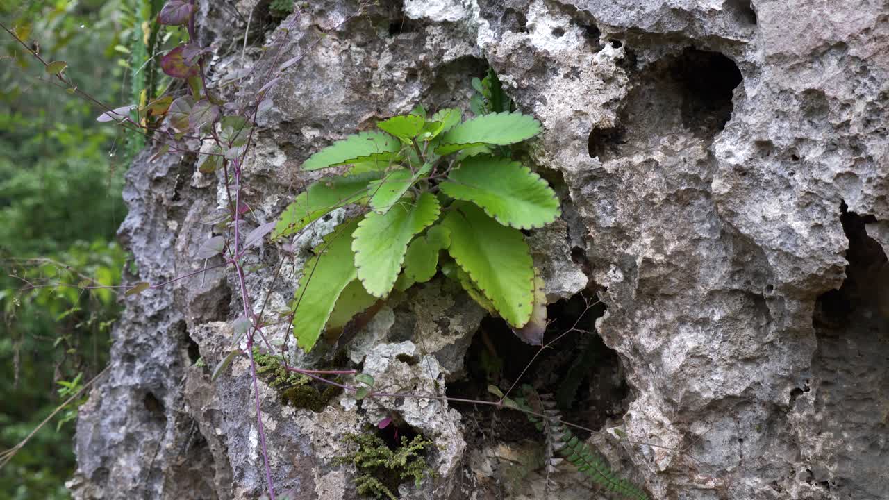 自然の要素に耐え、様々な植物が表面に生い茂る大きな岩を横切るパンショット。