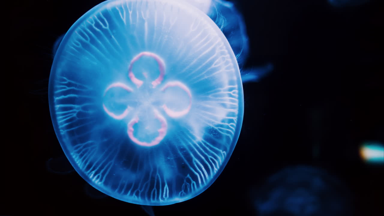 Close up of Moon jelly swimming in the pitch black water