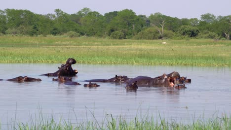 hipopótamos relajándose y bostezando en el delta del okavengo
