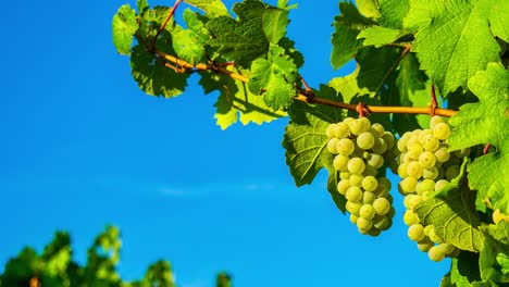 Zoom-in-on-a-grapevine-with-grapes-in-front-of-a-blue-sky