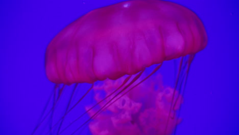 4K-footage-of-jellyfish-in-an-aquarium-changing-color