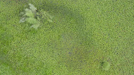 Lillipads-Verdes-Que-Cubren-El-Lago-Skadar-En-Podgorica-Montenegro,-Drones-Volando-Sobre