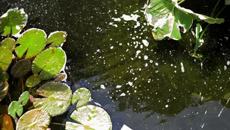 pond with koi fish and water lilies