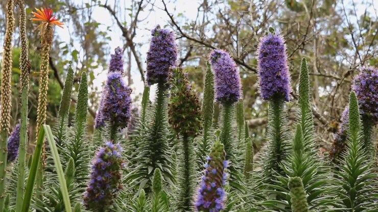 Sciame di api africane che si nutre di nettare e polline su steli verticali alti viola e verdi, panoramica ravvicinata verso l'alto