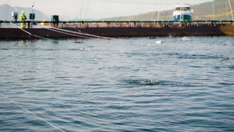salmón saltando fuera del agua dentro de la salmonicultura de red abierta
