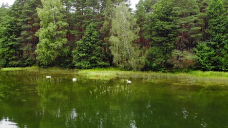 Hermosos-Pájaros-Blancos-Flotando-En-La-Superficie-Del-Agua-En-Un-Lago-Tranquilo-En-Pradzonka,-Distrito-De-Gmina-Studzienice-En-El-Norte-De-Polonia-Durante-El-Día