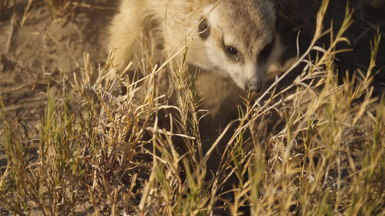 una suricata cavando furiosamente en el suelo para buscar comida en la sartén makgadikgadi en botswana