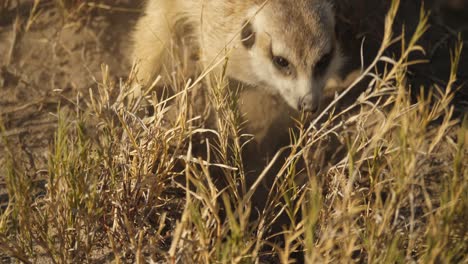 Ein-Erdmännchen-Gräbt-Wütend-Im-Boden,-Um-In-Der-Makgadikgadi-Pfanne-In-Botswana-Nach-Nahrung-Zu-Suchen