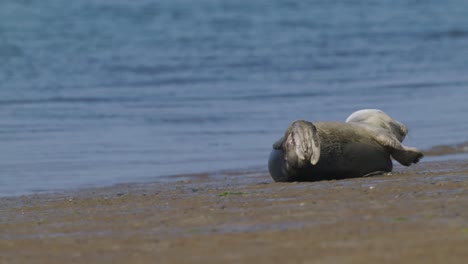 seals lie on waterless land, gray seal portrait close-up shot, animal videos in their natural habitat